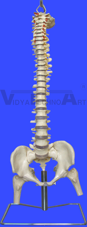 flexible spine